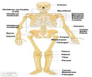 yapboz İnsan iskeleti. Kemikler insan vücudunun (İspanyolca)